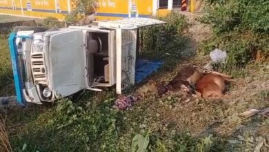 Photo of मीरगंज सबेया पथ में मवेशी तस्करों की पिकअप वैन बाइक से टकरायी, दो लोगो समेत चार गायों की मौत