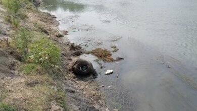 Photo of खनुआ नदी में एक अज्ञात लड़की का शव मिलने से क्षेत्र में फैली सनसनी